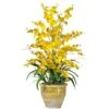 2.5ft. Yellow Triple Dancing Lady Orchid Arrangement In Planter -Flowers Michael Store D292739S 1