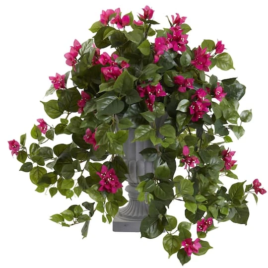 2ft. Flowering Bougainvillea In Decorative Urn 3 2ft. Flowering Bougainvillea In Decorative Urn