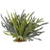 21" Staghorn Fern, 2ct. -Flowers Michael Store D293385S 1
