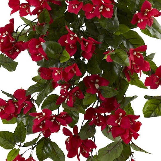 2ft. Bougainvillea Hanging Bush, 2ct. 5 2ft. Bougainvillea Hanging Bush, 2ct. - Image 3