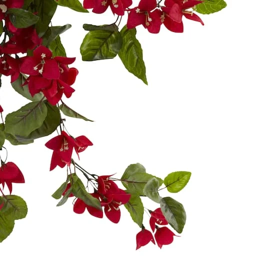 2ft. Bougainvillea Hanging Bush, 2ct. 6 2ft. Bougainvillea Hanging Bush, 2ct. - Image 4