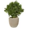 2.5ft. Peperomia Plant In Sand Stone Planter -Flowers Michael Store D293424S 11