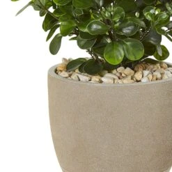 2.5ft. Peperomia Plant In Sand Stone Planter -Flowers Michael Store D293424S 13