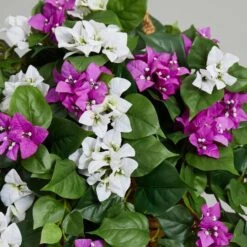 2.5ft. Mixed Bougainvillea In Hanging Basket -Flowers Michael Store D293431S 16