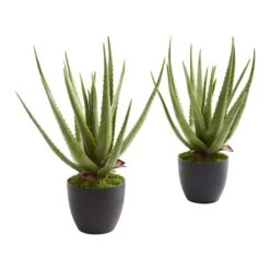 18" Potted Aloe Plant, 2ct. -Flowers Michael Store D293821S 11 1