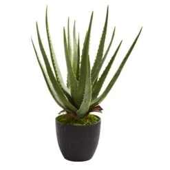 18" Potted Aloe Plant, 2ct. -Flowers Michael Store D293821S 12