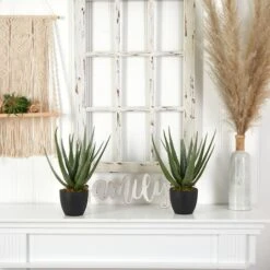18" Potted Aloe Plant, 2ct. -Flowers Michael Store D293821S 13