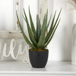 18" Potted Aloe Plant, 2ct. -Flowers Michael Store D293821S 14