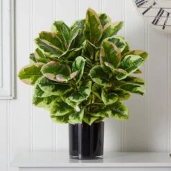 2ft. Rubber Plant In Glossy Cylinder -Flowers Michael Store D293831S 14