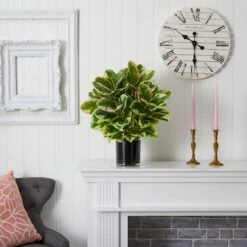 2ft. Rubber Plant In Glossy Cylinder -Flowers Michael Store D293831S 15