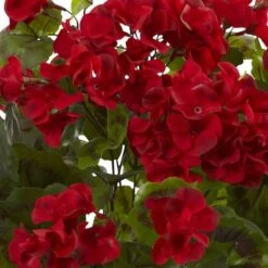 Red Geranium Bush, 3ct. -Flowers Michael Store D293880S 2