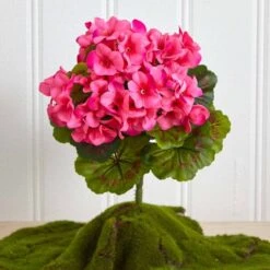 Pink Geranium Bush, 4ct. -Flowers Michael Store D293881S 16