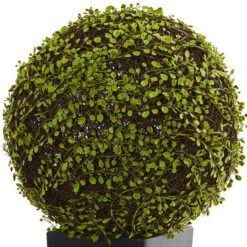 2.5ft. Mohlenbechia Ball In Black Tower Vase 17 2.5ft. Mohlenbechia Ball In Black Tower Vase -Flowers Michael Store D293925S 12