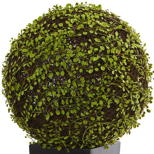 2.5ft. Mohlenbechia Ball In Black Tower Vase 5 2.5ft. Mohlenbechia Ball In Black Tower Vase - Image 3
