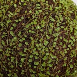 2.5ft. Mohlenbechia Ball In Black Tower Vase 20 2.5ft. Mohlenbechia Ball In Black Tower Vase -Flowers Michael Store D293925S 15