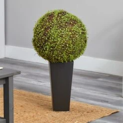 2.5ft. Mohlenbechia Ball In Black Tower Vase 26 2.5ft. Mohlenbechia Ball In Black Tower Vase -Flowers Michael Store D293925S 20