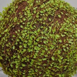 2.5ft. Mohlenbechia Ball In Black Tower Vase 25 2.5ft. Mohlenbechia Ball In Black Tower Vase -Flowers Michael Store D293925S 22