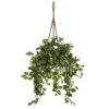 3.5ft. Stephanotis Flowering Plant In Hanging Basket -Flowers Michael Store D293960S 11