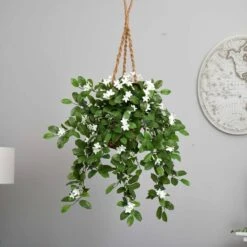 3.5ft. Stephanotis Flowering Plant In Hanging Basket -Flowers Michael Store D293960S 15