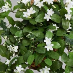 3.5ft. Stephanotis Flowering Plant In Hanging Basket -Flowers Michael Store D293960S 16