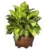 2ft. Variegated Dumb Cane Plant In Large Hexagon Planter -Flowers Michael Store D293975S 1
