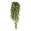 3ft. Potted Honey Locust Bush Plant, 2ct. -Flowers Michael Store D293979S 11