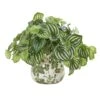 12" Watermelon Peperomia Arrangement In Vase -Flowers Michael Store D293981S 1