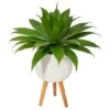 2.5ft. Agave Plant In White Planter With Stand -Flowers Michael Store D293998S 1