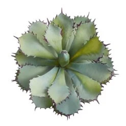 11" Potted Succulent Plant 10 11" Potted Succulent Plant -Flowers Michael Store D294034S 3