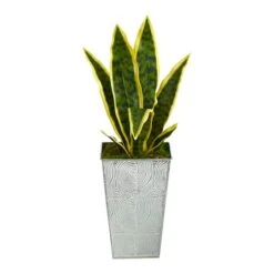 18" Snake Plant In Embossed White Planter -Flowers Michael Store D294111S 1 1