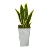 18" Snake Plant In Embossed White Planter -Flowers Michael Store D294111S 1