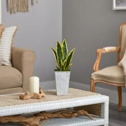 18" Snake Plant In Embossed White Planter -Flowers Michael Store D294111S 4