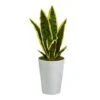 18" Snake Plant In Decorative White Planter -Flowers Michael Store D294113S 1