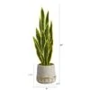 3ft. Snake Plant In Stoneware Planter With Gold Trim -Flowers Michael Store D294118S 2