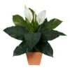 2ft. Peace Lily Plant In Terra Cotta Planter -Flowers Michael Store D294151S 1