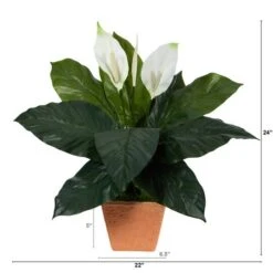 2ft. Peace Lily Plant In Terra Cotta Planter -Flowers Michael Store D294151S 2