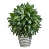 3ft. Silver King Plant In Decorative Tin Bucket -Flowers Michael Store D294154S 1