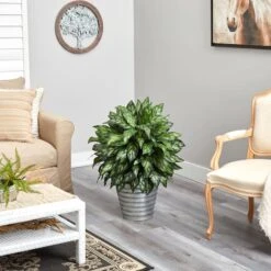 3ft. Silver King Plant In Decorative Tin Bucket -Flowers Michael Store D294154S 4