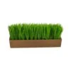 5" Grass Plant In Decorative Planter -Flowers Michael Store D294187S 1