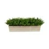 8" Eucalyptus In Decorative Planter -Flowers Michael Store D294191S 1