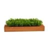 6" Sweet Grass Plant In Decorative Planter -Flowers Michael Store D294193S 1