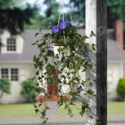 3.5ft. Purple Morning Glory Hanging Plant -Flowers Michael Store D303366S 2