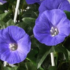 3.5ft. Purple Morning Glory Hanging Plant -Flowers Michael Store D303366S 5