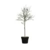 Hello Honey® 29" Potted Thyme Topiary Tree 1 Hello Honey® 29" Potted Thyme Topiary Tree -Flowers Michael Store D320258S 1