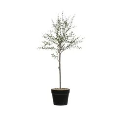 Hello Honey® 29" Potted Thyme Topiary Tree