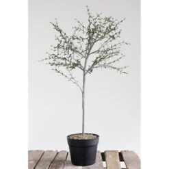 Hello Honey® 29" Potted Thyme Topiary Tree 8 Hello Honey® 29" Potted Thyme Topiary Tree -Flowers Michael Store D320258S 2