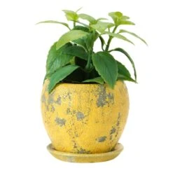 Hello Honey® 5" Distressed Yellow Terra Cotta Planter With Saucer Set 16 Hello Honey® 5" Distressed Yellow Terra Cotta Planter With Saucer Set -Flowers Michael Store D321309S 6
