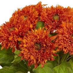 22.5" Orange Sunflower Arrangement In Vase -Flowers Michael Store D323658S 2