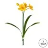Yellow Narcissus Spray, 3ct. -Flowers Michael Store D333747S 3
