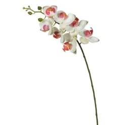 White Orchid Stem